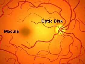 graphic of the retina