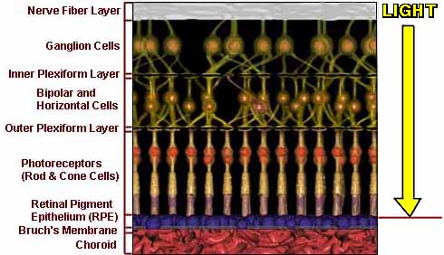graphic of retinal layers